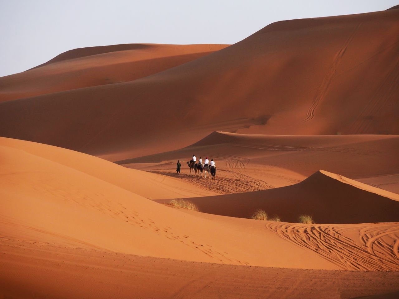 Camel caravan crossing sunlit dunes in the Moroccan Sahara