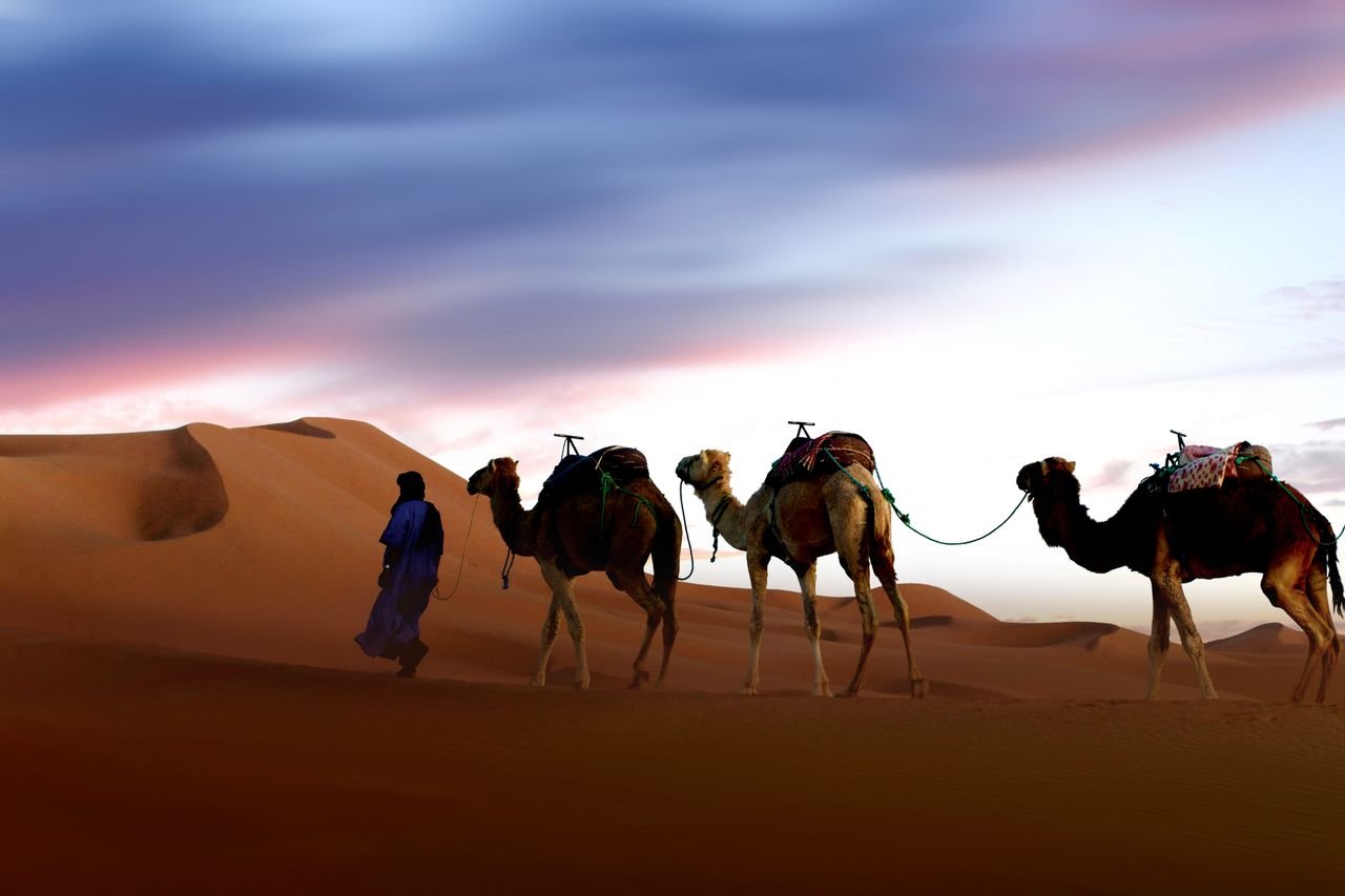 Camel caravan at sunset in the dunes of Merzouga