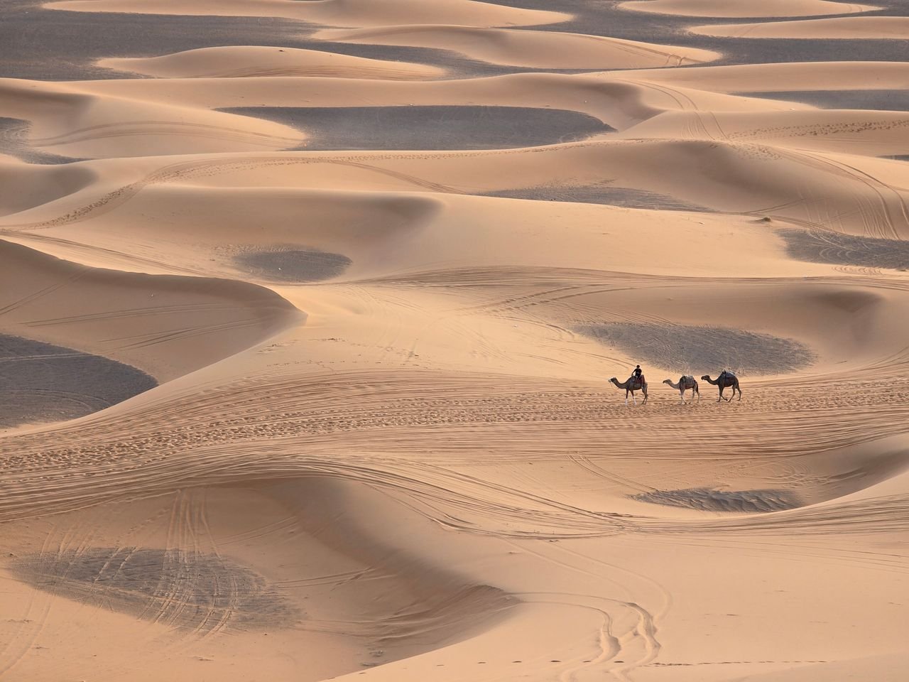 Camel caravan on golden sand dunes