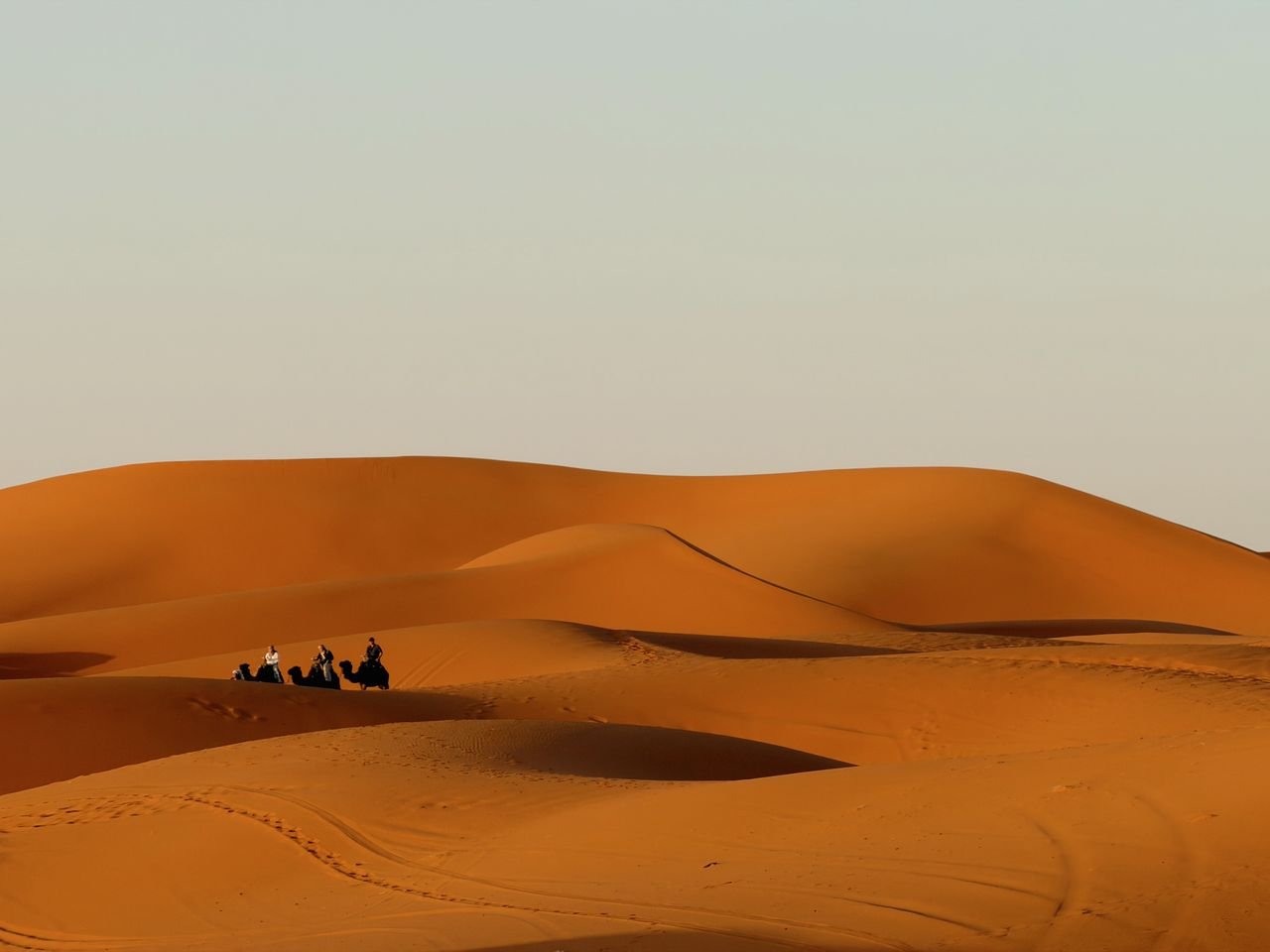 Camels and riders crossing the dunes of the Moroccan desert